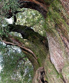 A large oak tree with thick, textured bark and green foliage in the background. - Olive Oil Times