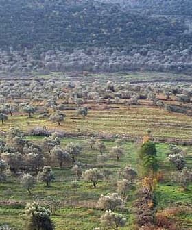 Aerial view of an olive grove in Syria with rows of olive trees and a small building. - Olive Oil Times