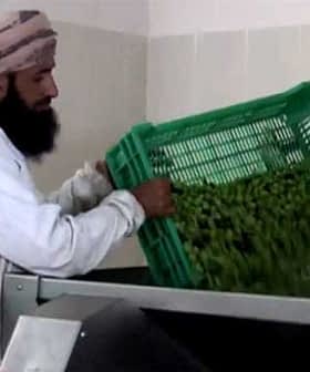 A man wearing traditional attire lifting a green basket filled with herbs in a processing facility. - Olive Oil Times
