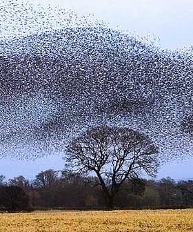 A large flock of starlings forming a murmuration pattern in the sky above a tree. - Olive Oil Times
