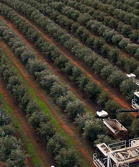 Aerial view of an olive grove with harvesting machinery operating in the rows of trees. - Olive Oil Times