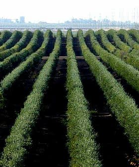 Aerial view of a large olive tree orchard with neatly arranged rows of olive trees. - Olive Oil Times
