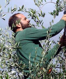 A man in a green shirt pruning an olive tree with pruning shears. - Olive Oil Times