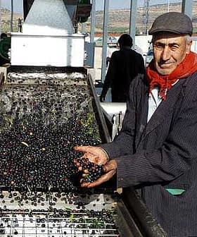 A man in a cap and scarf holding fresh black olives at an olive processing facility. - Olive Oil Times
