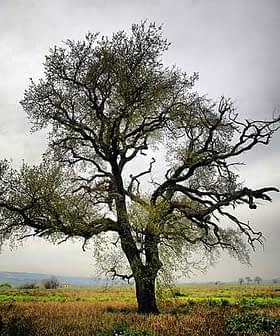 A leafless tree with sprawling branches set against a gray sky in an open field. - Olive Oil Times