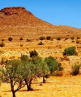 Olive trees scattered across a dry, arid landscape with a distant hill in the background. - Olive Oil Times