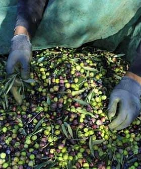 Hands wearing gloves holding a mix of green and black olives on a pile of harvested olives. - Olive Oil Times