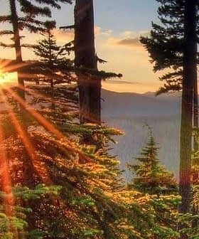 Sunrise illuminating evergreen trees with rays of sunlight in a forest setting. - Olive Oil Times