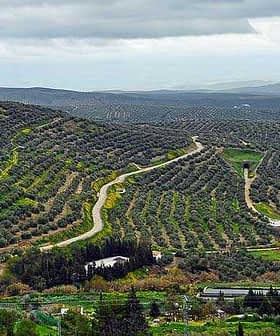 Aerial view of olive groves in Andalucia with winding paths and hills in the background. - Olive Oil Times