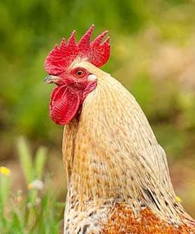 Close-up of a rooster featuring a prominent red comb and light brown feathers. - Olive Oil Times