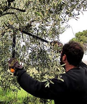 Individual using pruning shears to trim branches of an olive tree in a natural setting. - Olive Oil Times