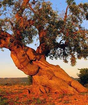 An ancient olive tree with a thick, gnarled trunk and green foliage against a clear sky. - Olive Oil Times