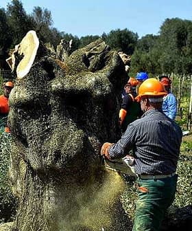 Workers using chainsaws to fell an olive tree in a field, wearing safety gear and helmets. - Olive Oil Times