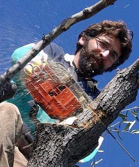 A man using a chainsaw to prune branches from a tree while positioned in the tree. - Olive Oil Times