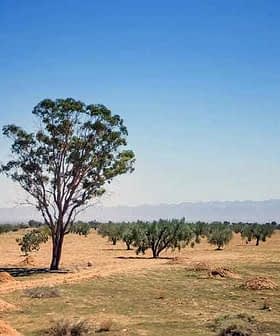 A solitary tree stands in an olive grove with a clear blue sky in the background. - Olive Oil Times