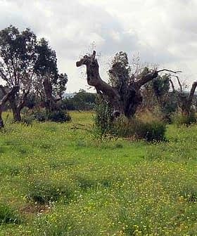 Several old olive trees with gnarled trunks in a grassy field with wildflowers. - Olive Oil Times