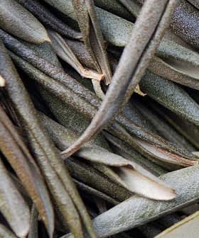 A close-up view of green olive leaves arranged in a layered manner. - Olive Oil Times