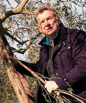 Man in a dark jacket climbing an olive tree while holding onto a branch. - Olive Oil Times