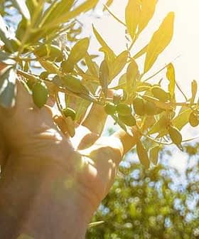 A hand reaching towards an olive branch with green olives under sunlight. - Olive Oil Times