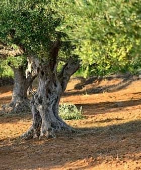 Several olive trees with thick trunks and green foliage in a grove setting. - Olive Oil Times