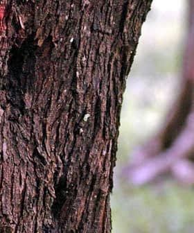 Close-up of a tree trunk with red markings visible on its surface. - Olive Oil Times