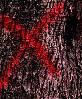 Close-up view of tree bark featuring red markings and natural texture. - Olive Oil Times