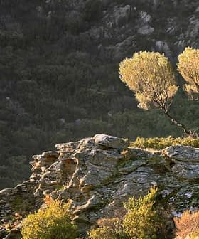 A solitary tree growing on a rocky outcrop with surrounding greenery in the background. - Olive Oil Times