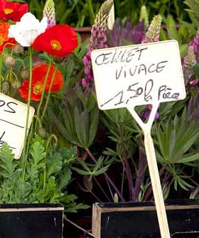 A variety of flowers displayed in a market setting with price tags indicating cost. - Olive Oil Times