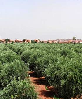 Lush olive trees growing in a field with a distant view of buildings and hills. - Olive Oil Times