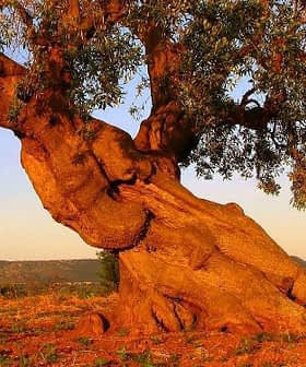 A gnarled olive tree with a thick trunk and branches extending outward against a clear sky. - Olive Oil Times