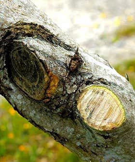 Close-up view of a cut tree branch showing exposed wood and bark texture. - Olive Oil Times