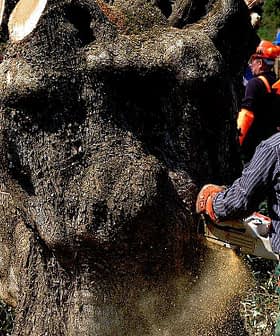 Worker using a chainsaw to cut down a large tree in an olive grove with other workers in the background. - Olive Oil Times