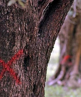Close-up of a tree trunk showing a red 'X' marking on its surface. - Olive Oil Times