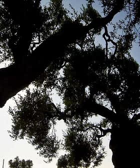 Silhouetted olive trees with a clear sky in the background, showcasing their distinct shapes and foliage. - Olive Oil Times