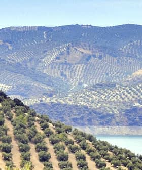 Expansive view of olive groves and rolling hills in Jaén, Spain, with a body of water in the foreground. - Olive Oil Times