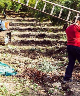 A person carrying a ladder in an olive grove during the harvesting process. - Olive Oil Times