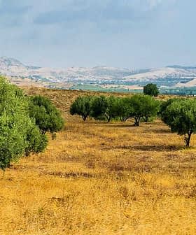 A landscape featuring several olive trees in a grassy field under a cloudy sky. - Olive Oil Times