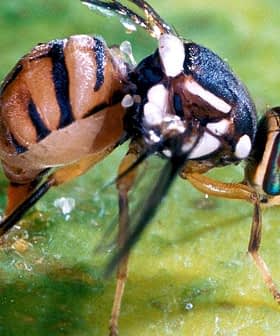 Close-up image of a fruit fly with distinctive markings on its body. - Olive Oil Times