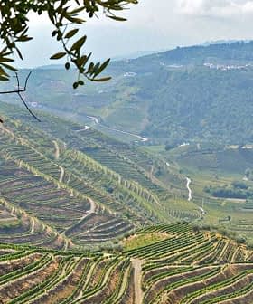 View of terraced vineyards on hills with a distant village and olive trees in the foreground. - Olive Oil Times