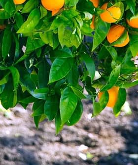A branch of an orange tree bearing ripe oranges among green leaves. - Olive Oil Times