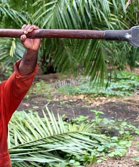 A man in an orange shirt using a long tool to harvest a palm tree. - Olive Oil Times