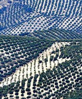 Aerial view of olive tree fields arranged in rows on rolling hills. - Olive Oil Times