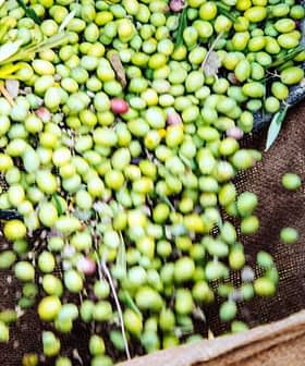 Hands pouring freshly harvested green olives from a burlap sack onto the ground. - Olive Oil Times