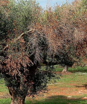 Several olive trees with dry leaves in a field, showing signs of distress or disease. - Olive Oil Times