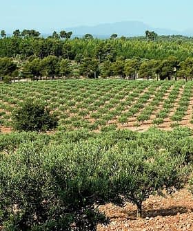 A landscape view of an olive grove with rows of olive trees on a hillside. - Olive Oil Times