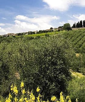 Lush olive grove with rows of olive trees and a hillside in the background under a blue sky. - Olive Oil Times