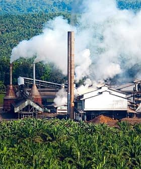 Palm oil processing facility with smoke rising from chimneys surrounded by palm trees. - Olive Oil Times