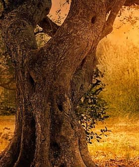 Two olive trees with textured trunks and a sunset in the background, casting warm light on the scene. - Olive Oil Times