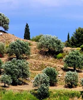 A hillside with numerous olive trees arranged in rows under a clear blue sky. - Olive Oil Times