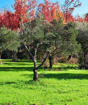 Olive trees in a green field with autumn foliage in the background. - Olive Oil Times